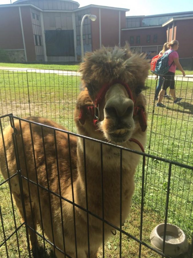 Petting zoo held on the Art Field