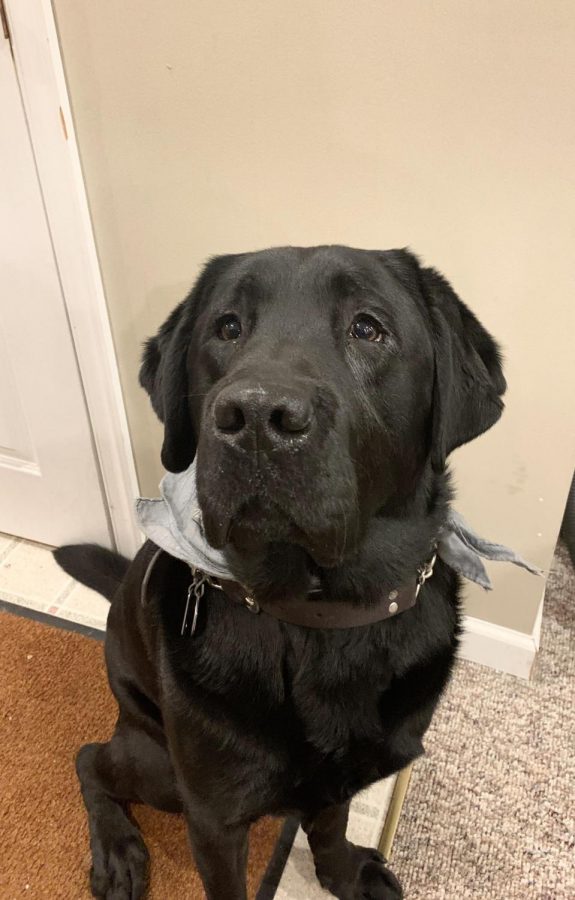 Pet Spotlight: Wings the service dog acts as his owners eyes around campus