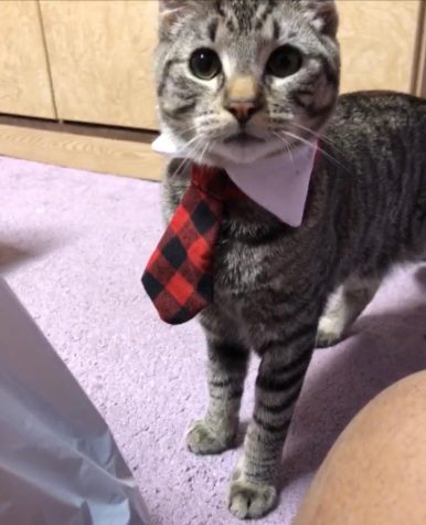 Thiccy all dressed up in his business casual Photo courtesy of Brianna Rivera