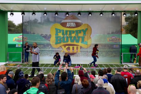 The Puppy Bowl airs every year on Super Bowl Sunday.