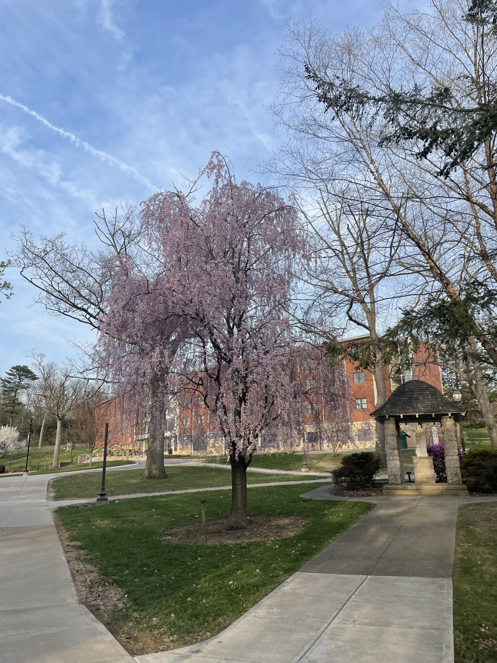 A tall Flowering Weeping Cherry Tree in between Madonna Hall and Nazareth Hall. Tree has long, down-hanging branches with small pink flowers