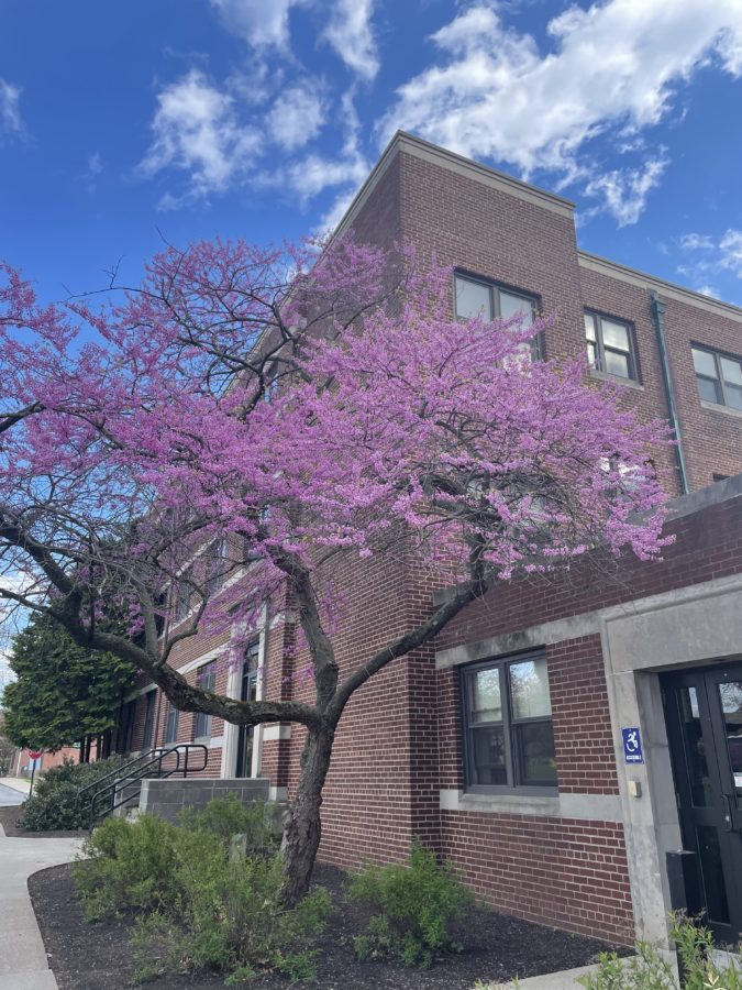 A gorgeous Eastern Redbud tree in bloom. Tree is tall, and has beautiful, small, purple flowers.