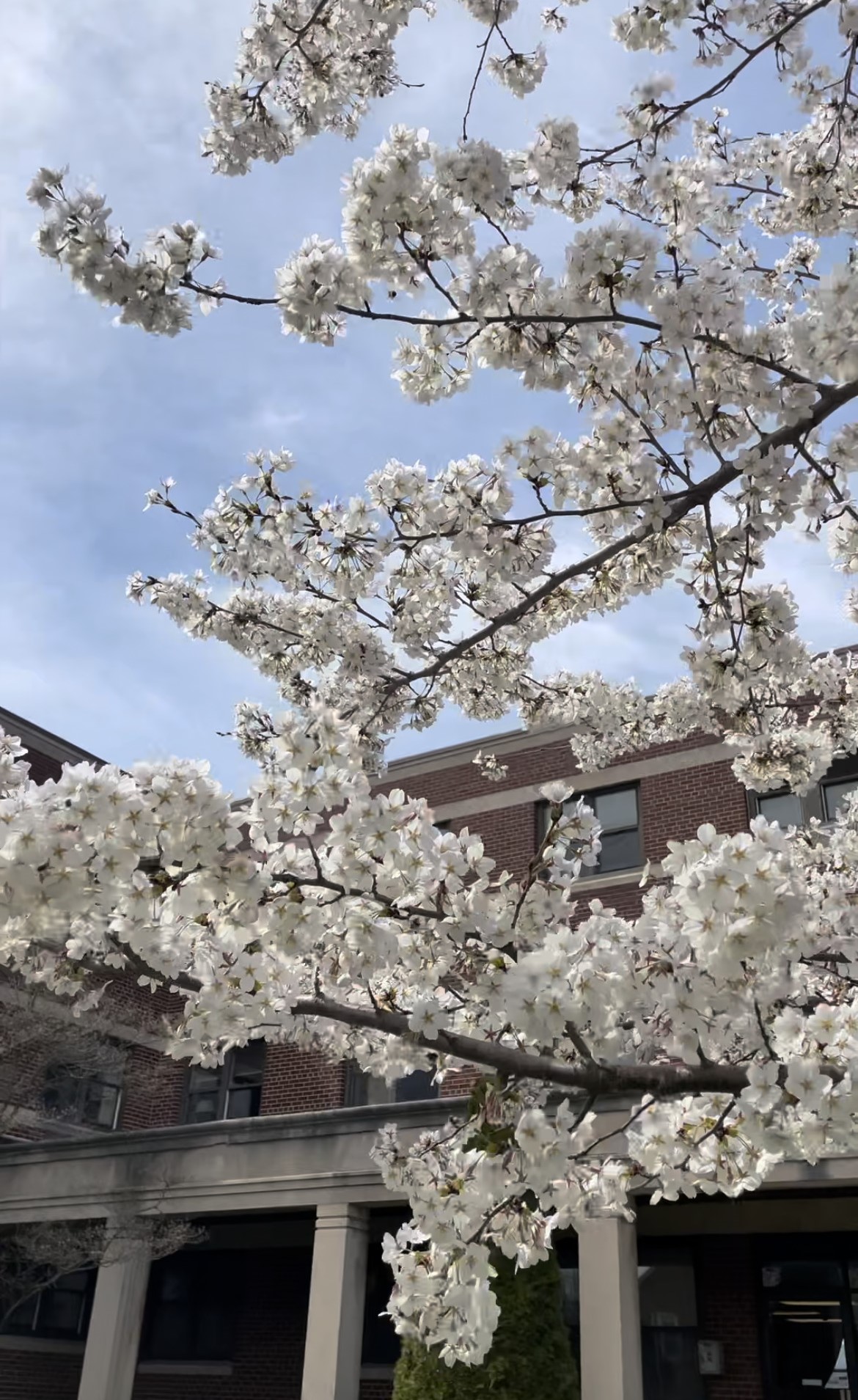 Yoshino Cherry tree in bloom, small white flower clusters on tree branches outside of Immaculata Hall
