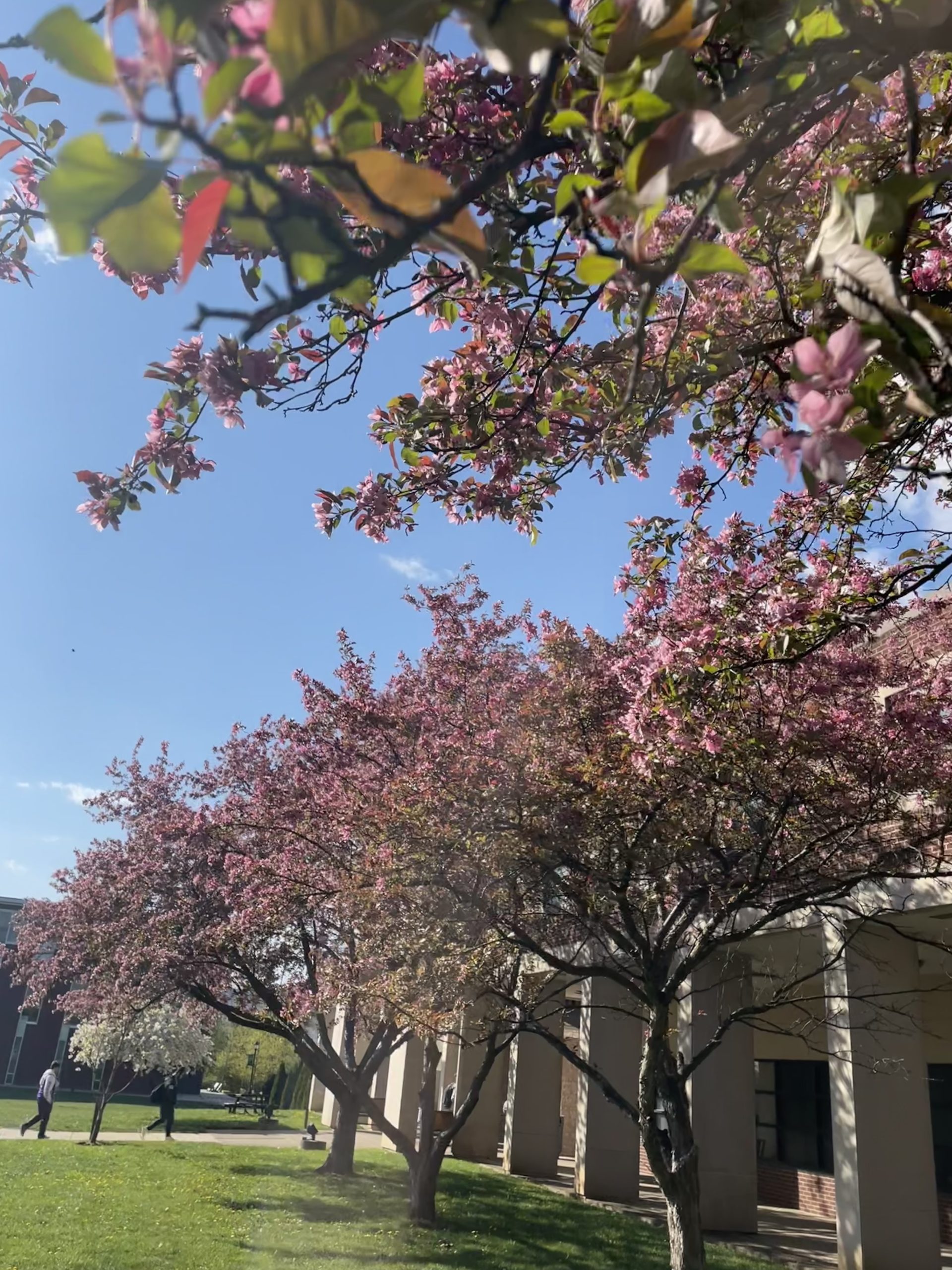 pinkish/reddish flowering trees outside of the Architecture building 