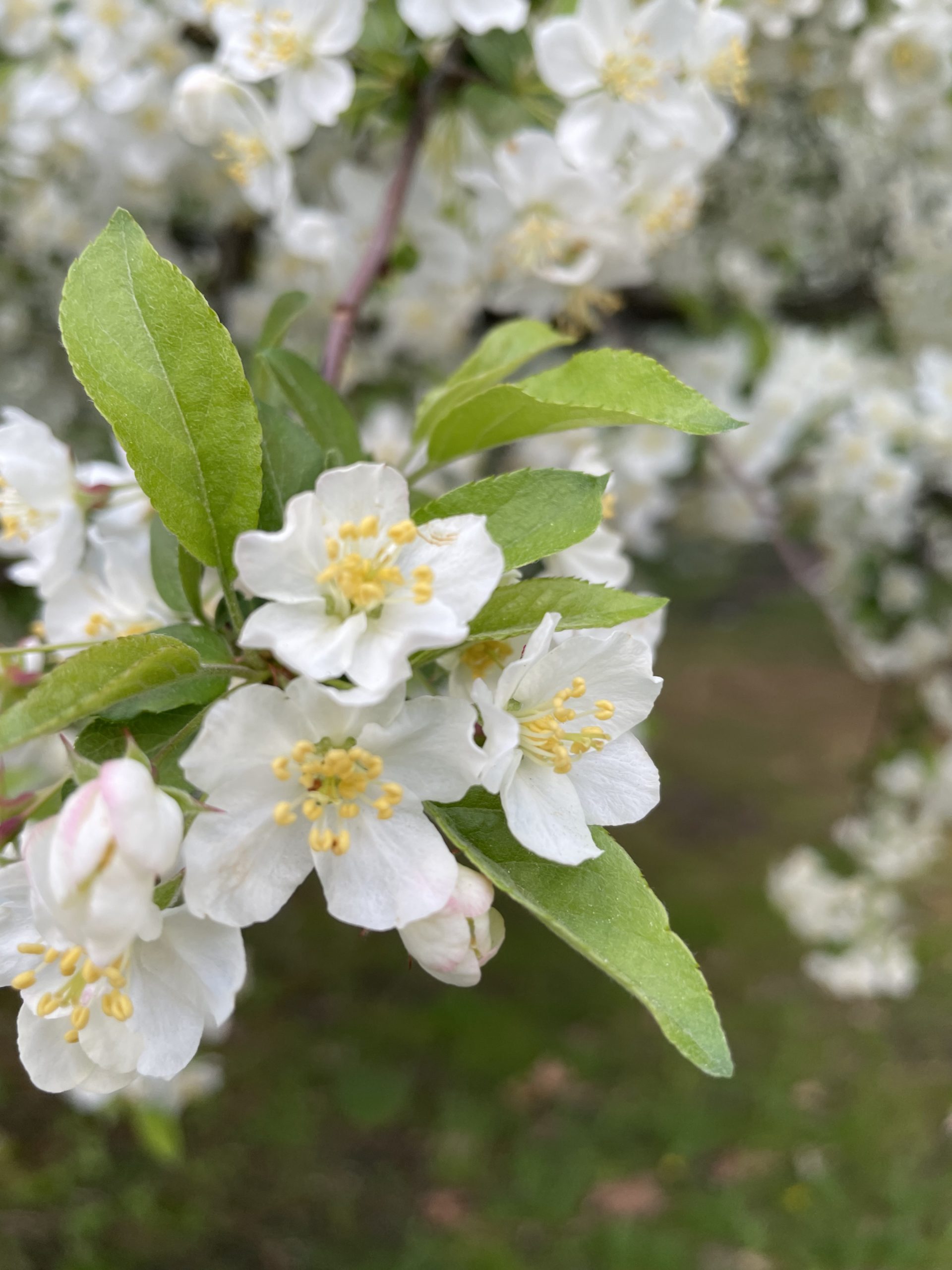 Small white flowers of the Apple Tree at Marywood University