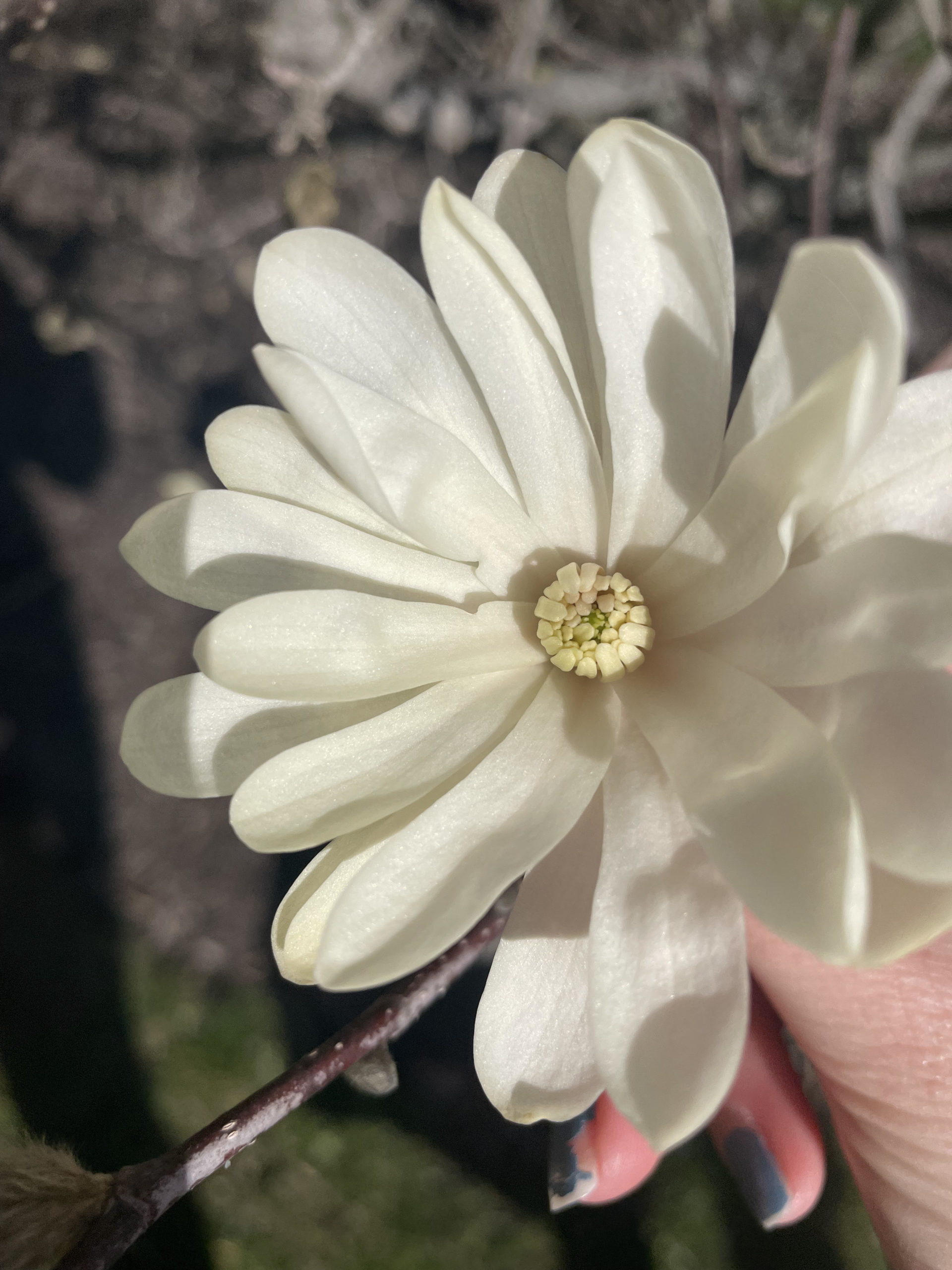 Flower of the Royal Star Magnolia trees. Flower is white white oval-shaped petals