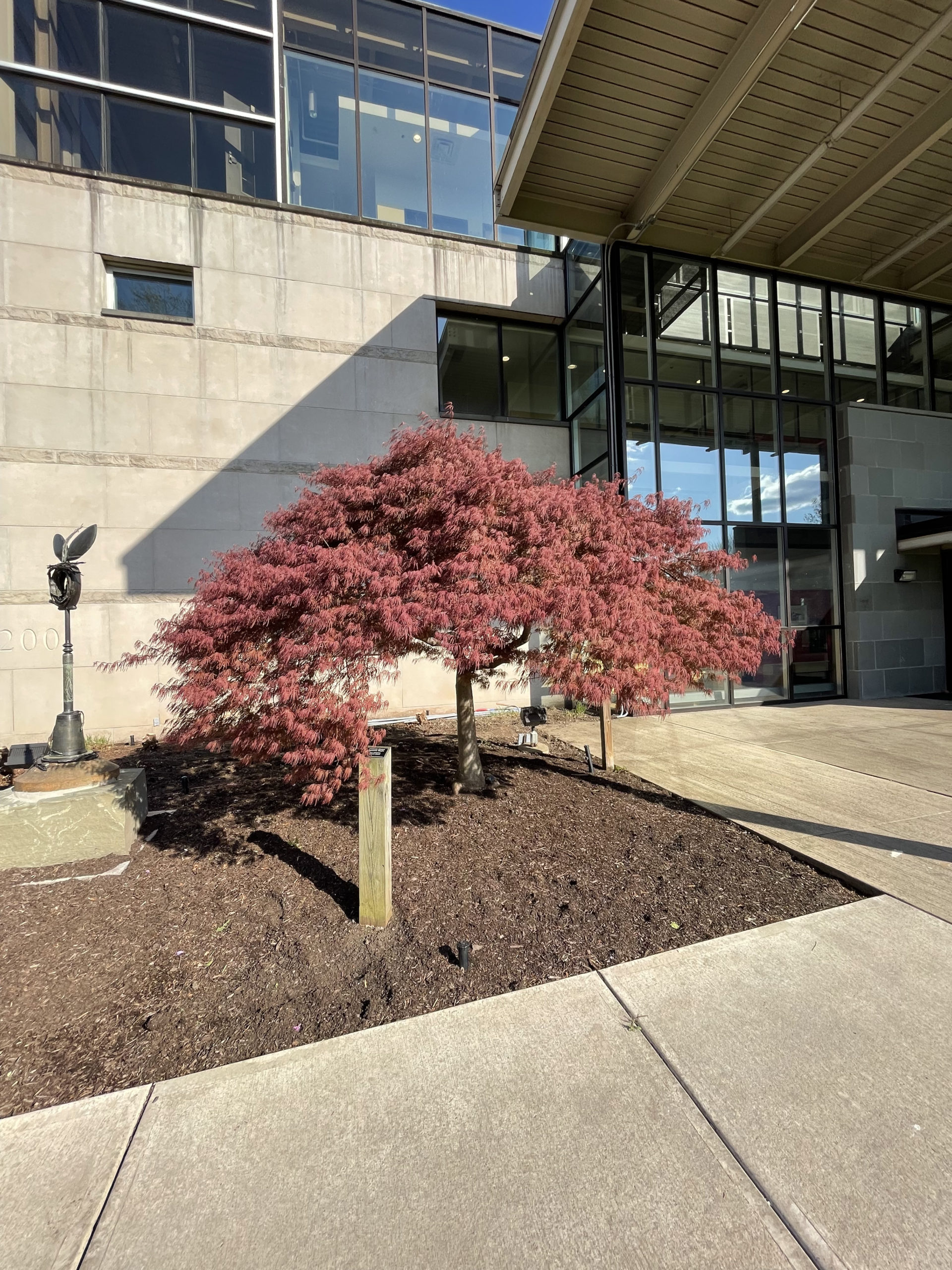 Dark red, bush-like Crimson Queen Japanese Maple tree