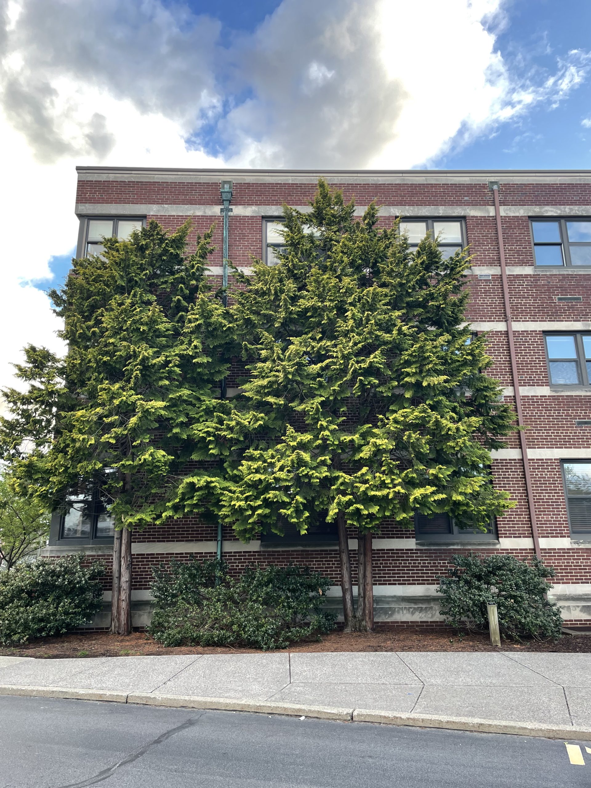 Tall, light green, evergreen Cripsii trees outside Marywood's Liberal Arts Center