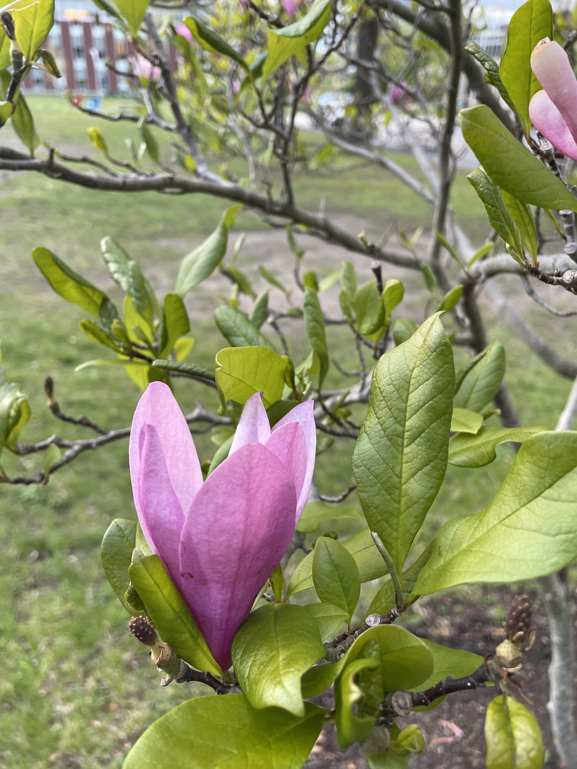 A pink magnolia flower blooms on a small magnolia tree