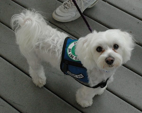 Therapy Dog picture taken in Florida in 2004.