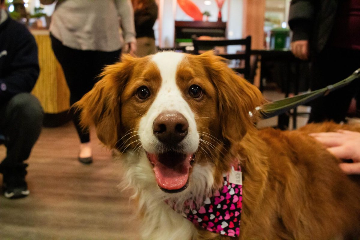 Therapy Dogs visit Campus