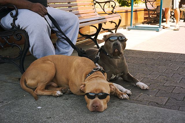 Pitbulls wearing sunglasses. 