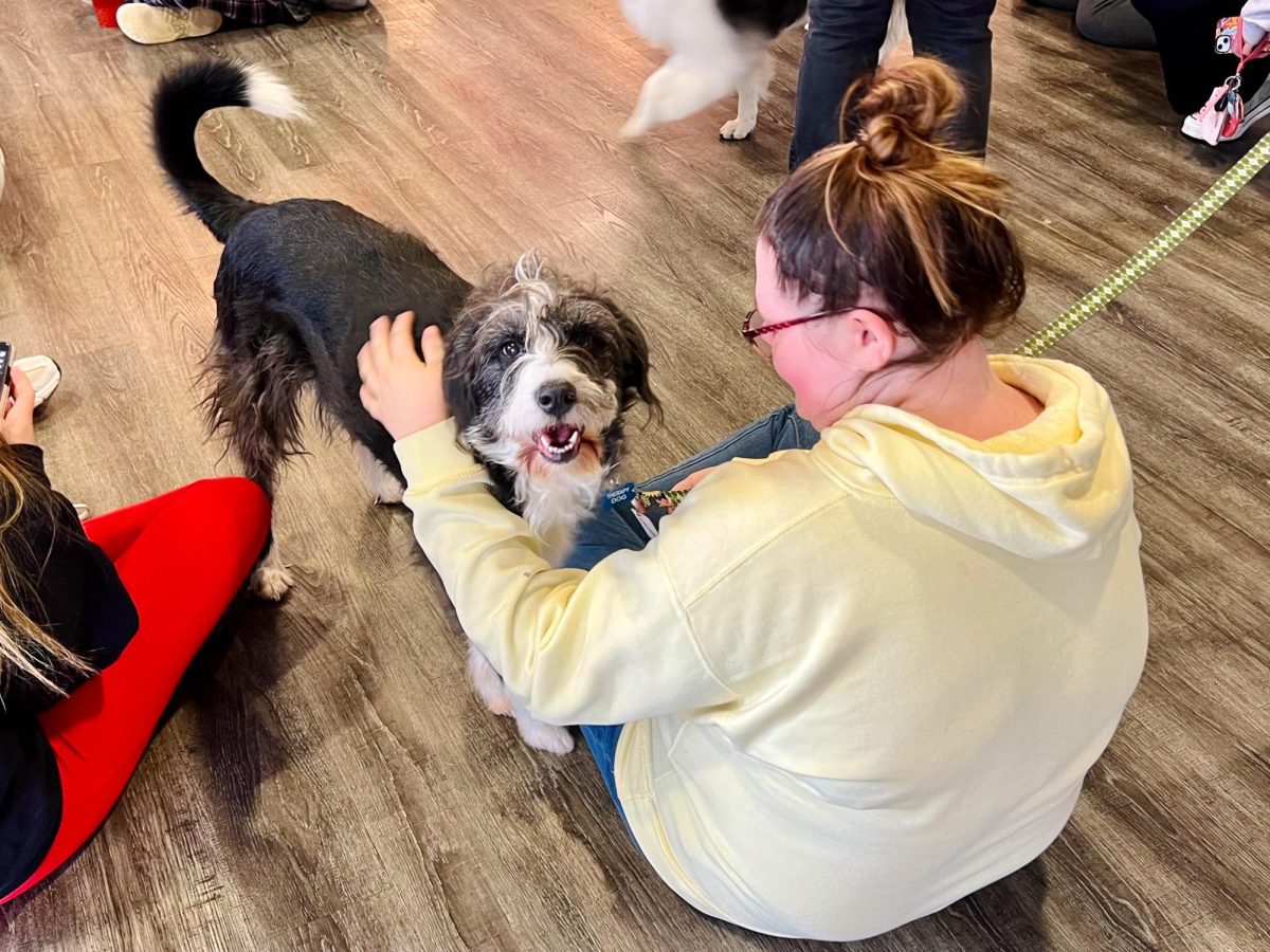 Therapy Dogs Come to Campus (Again!)