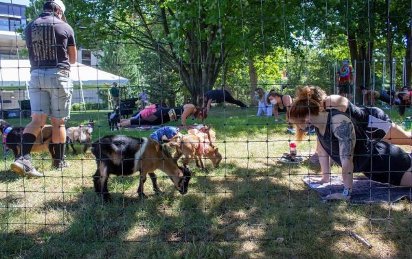 Goat yoga comes to campus