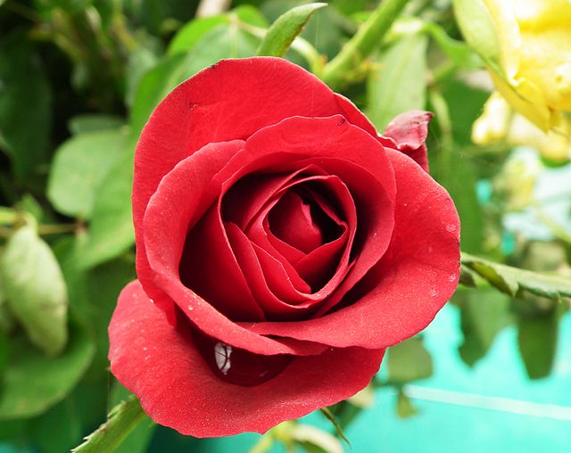 Opinion: The Bachelor/Bachelorette finales are too long